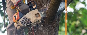 Professional Tree Care in Melrose, MN