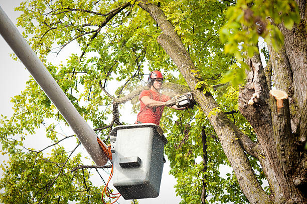 How Our Tree Care Process Works  in  Melrose, MN